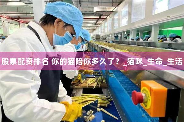 股票配资排名 你的猫陪你多久了？_猫咪_生命_生活